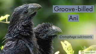 Groovebilled ani Crotophaga sulcirostris [upl. by Naugan]