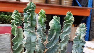 Cereus Forbesii Spiralis  Spiral Cactus [upl. by Danczyk]