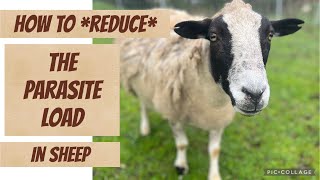 How to REDUCE the Parasite Load in Sheep [upl. by Aileno427]