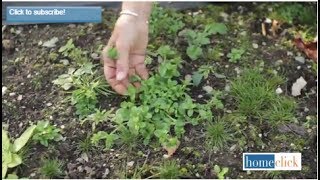 Weed Identification and Fall Weeding Tips  How To Control Weed in Your lawn [upl. by Berey476]