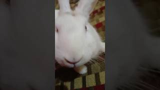 Cute baby rabbit 🐰🥺  babyrabbit   rabbit  dreamrabbits [upl. by Shandy]