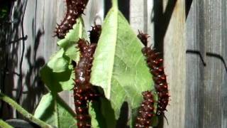 Hungry Pipevine Swallowtail Caterpillars 1 [upl. by Crichton]