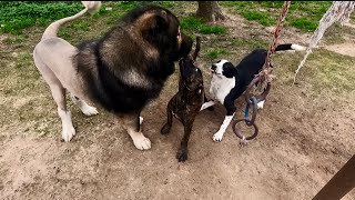 Presa Puppy Meets Match In Border Collie Mix  Braxton  Winston [upl. by Zosi278]