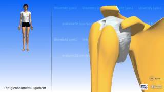 The Glenohumeral Joint [upl. by Dorothy]