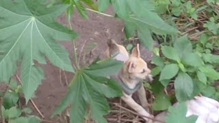 lobo de choco lobo perro firulais animals amazonas straydog natgeo amazing coyote wildlife [upl. by Claman729]