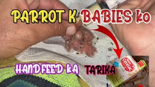 Babies ko Hat sy kaisy khurak den How to make Indiana ringneck parrot babes hand feed  Tips Hand [upl. by Eindys5]