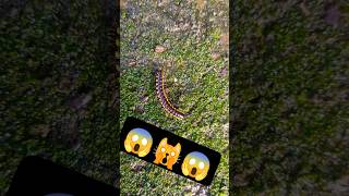 कीड़ा मिलीपिड 😱🪱🐛 worm millipede milipedes centipede kenno millipedesong worm millipedetoy [upl. by Berkeley]