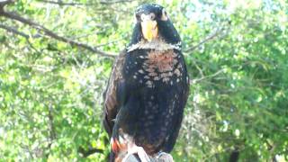 Bronze Wing Pionus [upl. by Barabas]