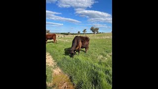 Coolabah Farm Cattle move [upl. by Cyn155]