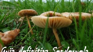 Senderuela Guía definitiva  Marasmius oreades [upl. by Dominik]