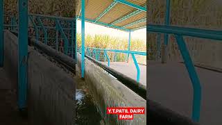 YTPATIL DAIRY FARM [upl. by Odragde]