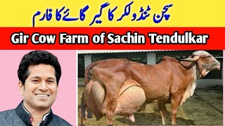 Sachin Tendulkars Gir Cow Farming in India  Highly Milking Biggest Udder Gir Cow  Girlando Cow [upl. by Kcirddec815]