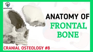 Frontal Bone Anatomy  Cranial Osteology 8 [upl. by Krahmer]