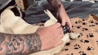 How to assist Whelping Pug peaceful home birth dog gives birth to 7 puppies time lapse tips [upl. by Jaquenetta]