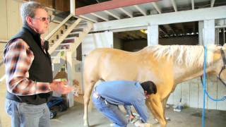 Fetlock amp Pastern Inflammation in Horses [upl. by Anaiv]