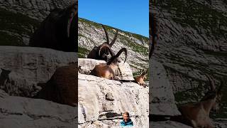 Three ibexes sitting comfortably in the Alps that looks funny ❤️ cute [upl. by Odlanier]