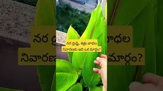 garden disti నరఘోష black turmeric blackturmeric [upl. by Ocsisnarf687]