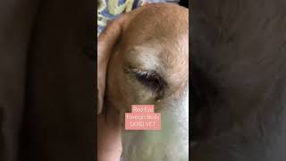 Identifying Red Eye and Prolapsed Nictitating Membrane in Dogs Shorts SKRDVET  Dr Sandeep Yadav [upl. by Budde]