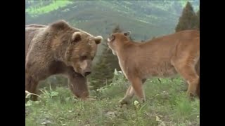 Mountain Lion vs Grizzly Bear Fights [upl. by Ennaxxor525]