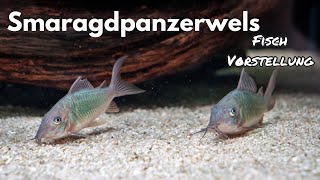 Smaragdpanzerwels  Brochis splendens  Liquid Nature Fisch Vorstellung [upl. by Loos]