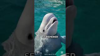 Une baleine toute blanche avec une grosse tête moelleuse  Le Béluga beluga animaux shorts [upl. by Anirehs713]