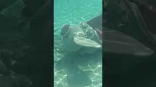 Snorkeling at Disney Castaway Cay disneycruise [upl. by Herstein]