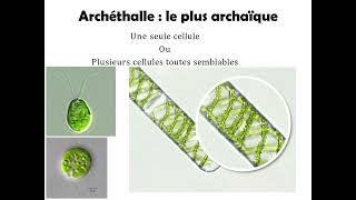 Thallophytes les algues  appareil végétatifAppareil plastidial [upl. by Sarnoff]