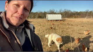 Karakachan Livestock Guardian Dog [upl. by Traweek]