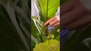 Cutting plants for new growth plants beautiful soilpot soiltypes farming propagation edit [upl. by Aseral]