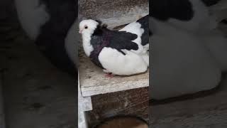 20242 AlföldiKörösi keringők pigeon bestpigeon birds trending youtubeshorts galamb [upl. by Elicul212]