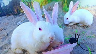 ASMR Rabbit Eating Sound 4k video ultra hd Animals 2024 videosmyPetsASMR [upl. by Blain]