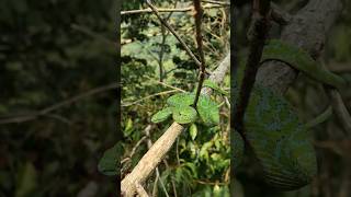 The most beautiful snake in Mexico Guatemala palm pitviper [upl. by Origra425]