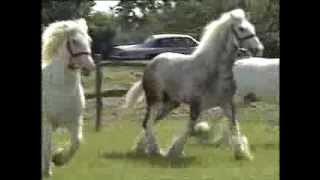 Horses  Shire Horses  Thames News  1991 [upl. by Bergen]