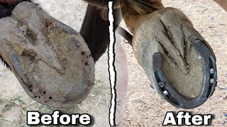 Horse Hoof Restoration  Satisfying  Hoof Trimming [upl. by Inotna]