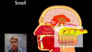 The Sensory System [upl. by Bloom]