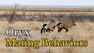 Surprising Facts about Oryx GazellasGemsboks’ Mating Behaviors [upl. by Meesaw]