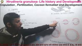 Hirudinaria granulosa  Life history and development bsc 5th semester zoology [upl. by Narat84]