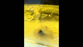 Bacteria growing in Gasoilne and Diesel Fuel Tanks By Archie Jost [upl. by Tavy]