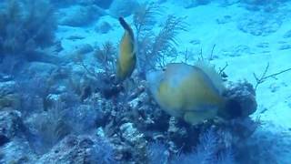 atlantic filefish 1 [upl. by Acissj]