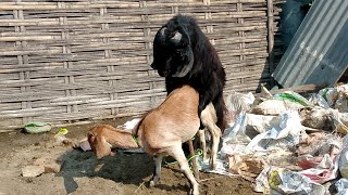 goat meating breading goat farming2024 farming2025 animals bakripalan bhakrapalan india [upl. by Raynard]