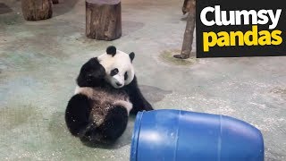 Cute and Clumsy Panda Compilation 2019  Pandas are Awesome [upl. by Moina648]