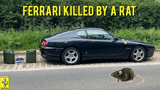 My Ferrari Was Eaten By A Rat  Causing Thousands In Damages [upl. by Enileme]