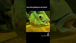 Oscar Fish mating aggression shorts fyp foryou fishtok [upl. by Dyann11]