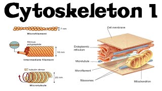 Cytoskeleton structure and function 1  actin microtubules and intermediate filaments [upl. by Ahsas]