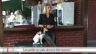 Quels aliments sont toxiques pour le chien [upl. by Ahkeber]