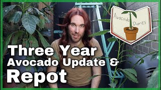 Repotting Three Year Old Avocado Trees  Avocado Diaries Episode 15 [upl. by Aicineohp]