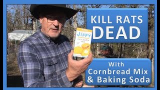 KILL RATS DEAD WITH CORNBREAD MIX amp BAKING SODA [upl. by Yatnod327]