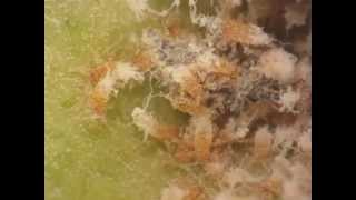 Lacewing larva attacks defenseless aphids killed by social aphids [upl. by Garibold]