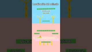 Receptores sensoriales del sistema nervioso  Campo receptivo [upl. by Nohpets765]