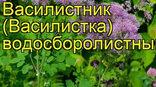 Василистник водосборолистный Краткий обзор описание характеристик thalictrum aquilegiifolium [upl. by Ysnil]